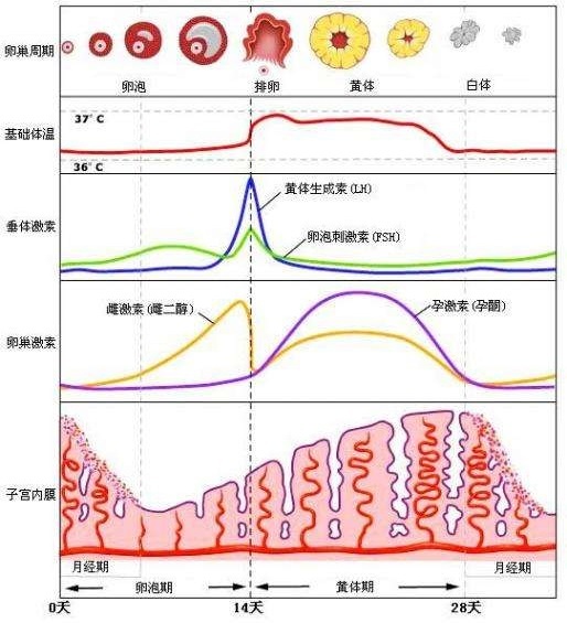 备孕时，要不要查激素六项？别轻信谣言，听听医生怎么说！