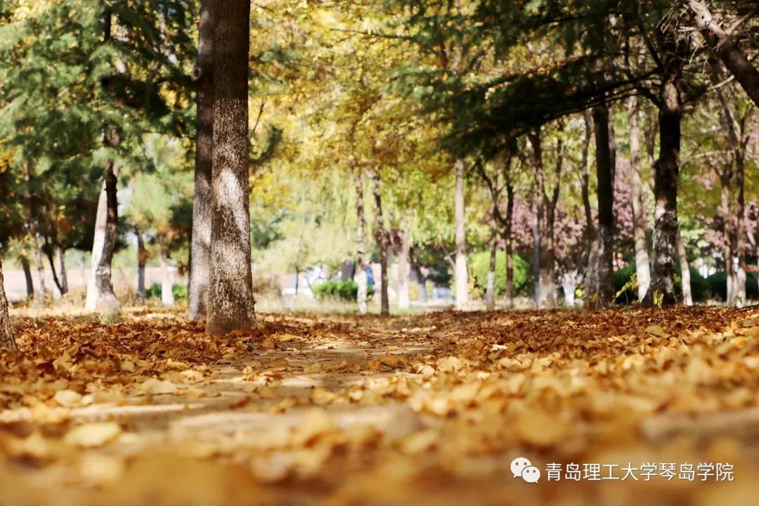 青岛大学琴岛学院(青岛理工大学琴岛学院)