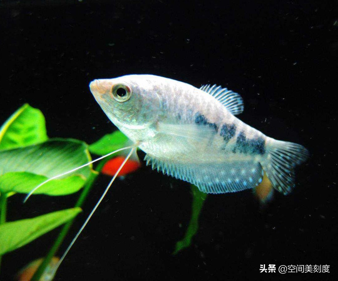 30种惊艳的热带观赏鱼装饰你的家 - 114知识网