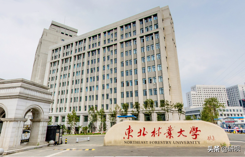 东北林业大学林学考研（613/801）经验分享