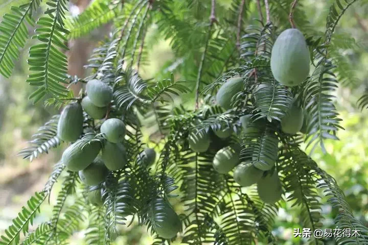 香榧和榧树的区别（榧树的区别辨识与市场现状）