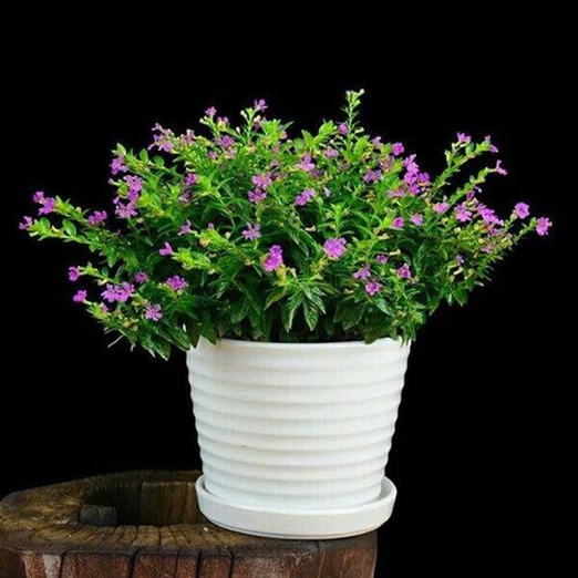 满天星的养殖方法(木本满天星的养殖方法)-图2