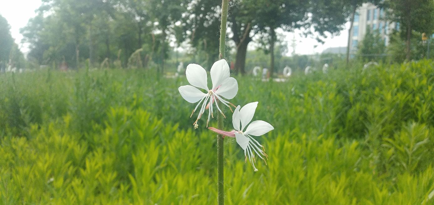 万念俱灰（短篇小说）