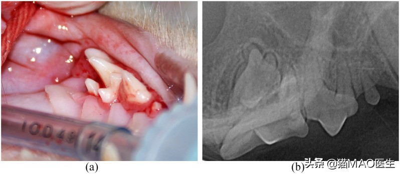 口腔中超和是什么时候(缅因猫多发一些牙齿疾病？这些临床病例带你更加了解猫咪牙科)