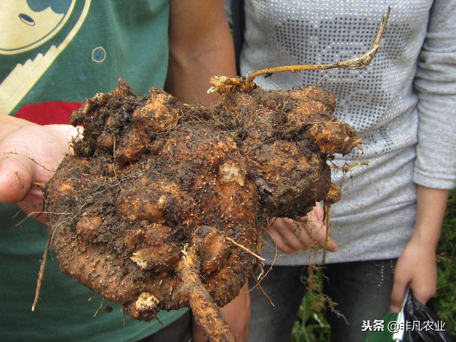 种植这作物，一亩赚上万元，让农民过上甜日子，据说价格还在涨！