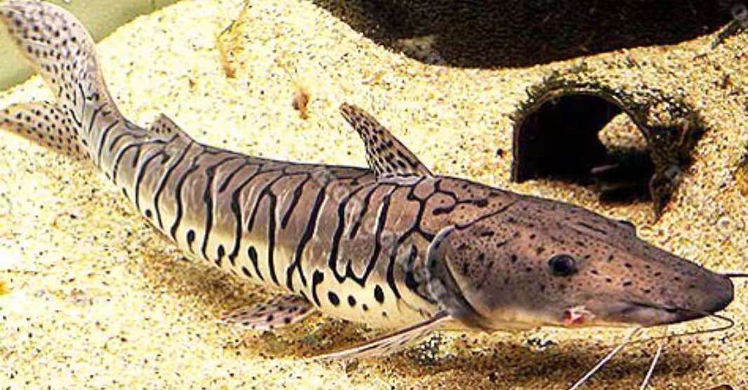 虎皮鸭嘴鱼价格鸭嘴鱼