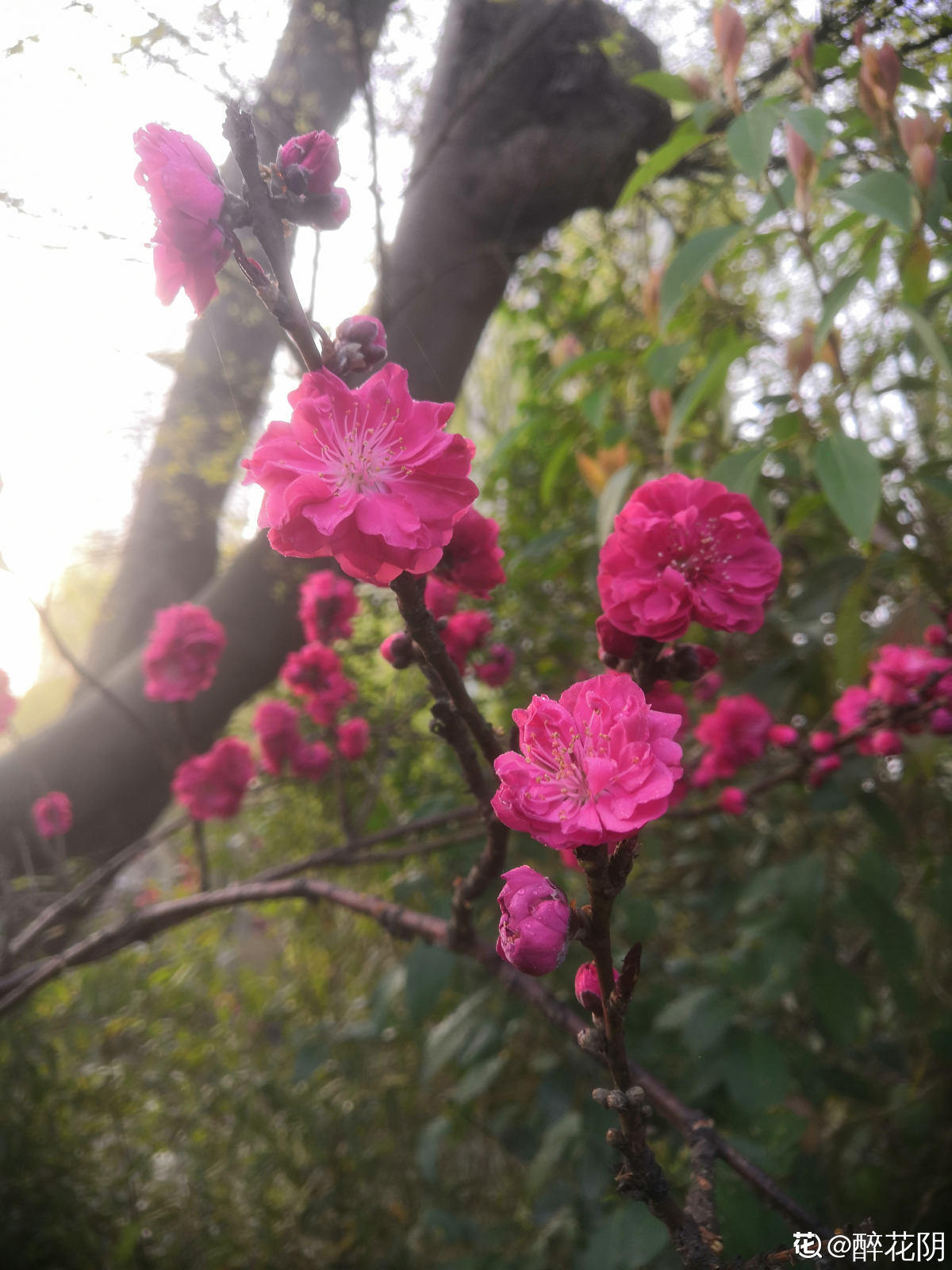 100种常见花图鉴，图文并茂非常详细，收藏起来慢慢看