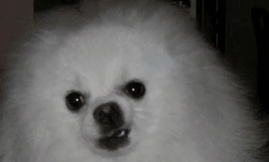 盘点博美犬的优缺点,看完你还心动吗?