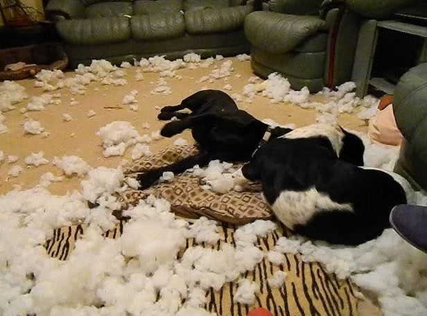 “恨”主人的狗狗，都有这几种表现，希望你家狗没有