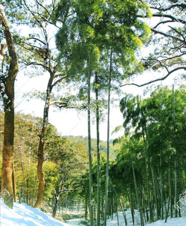 赋古风诗写竹林，寒宵霁雪，遥念山阳竹林，追思竹林六贤及竹林会