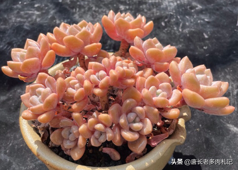 有一种新品多肉,名叫克洛伊,据说是洛神的杂交后代,别说还真像