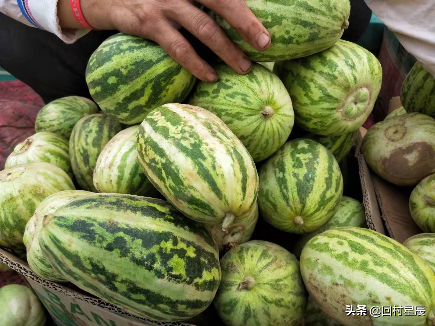 蛤蟆皮甜瓜1.1元,价格微涨,走货量不大.