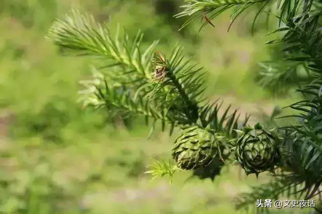 这些诗词中的植物名，你读对了吗？