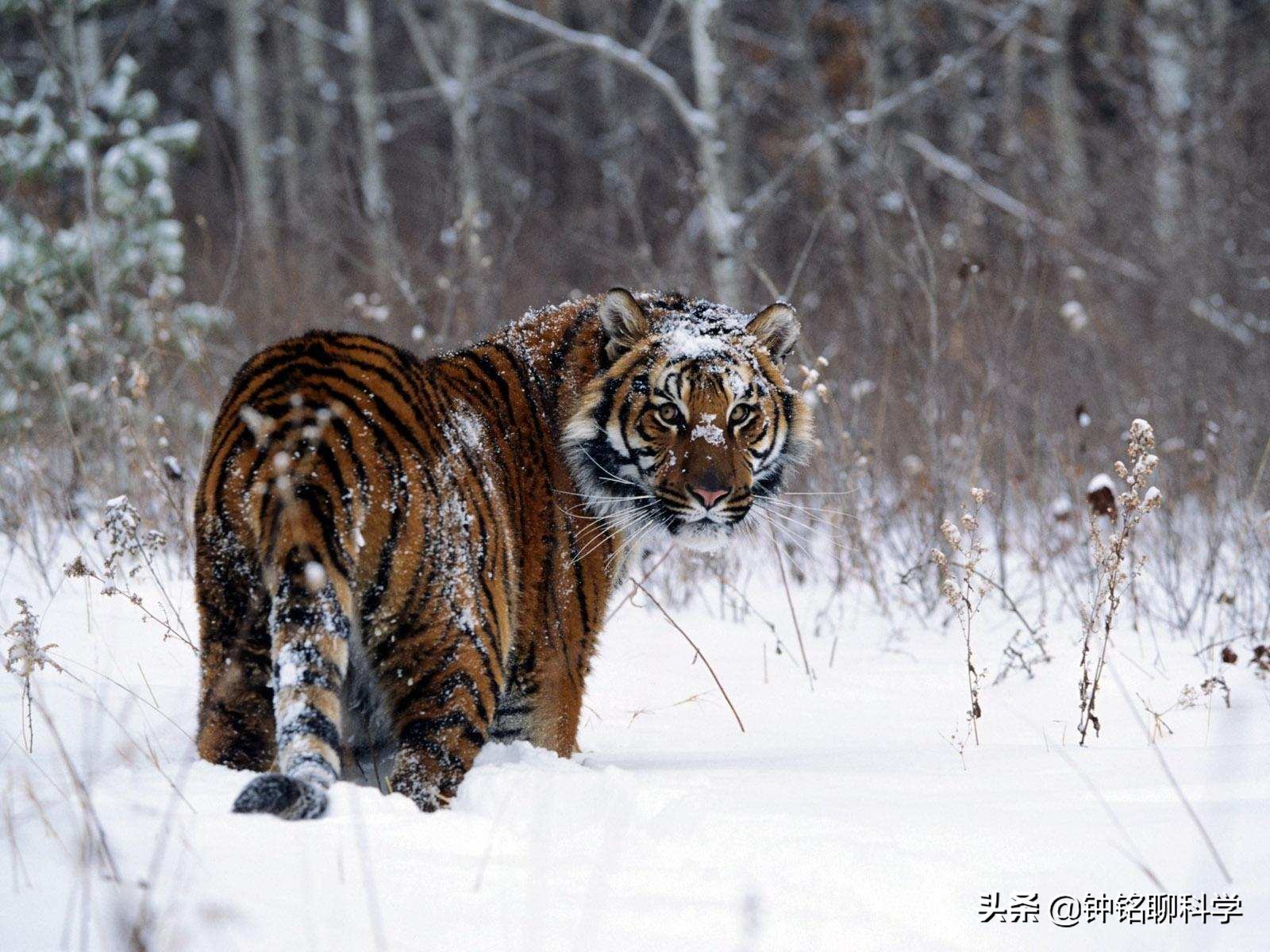 极端大暴雪袭击东北！农村猪牛被冻死，野猪和东北虎会受灾吗？