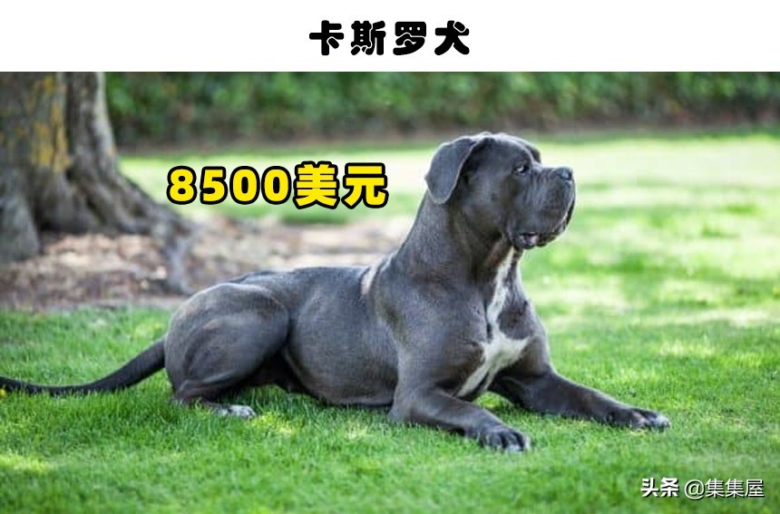 世界最贵的狗排名第一（世界上最贵的狗）