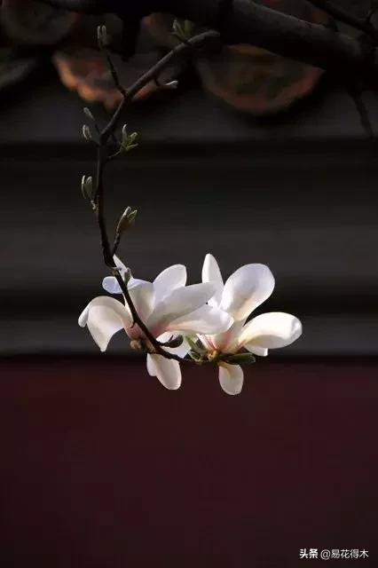 玉兰、紫玉兰、广玉兰、白兰花、木兰、望春、辛夷分别是什么花?