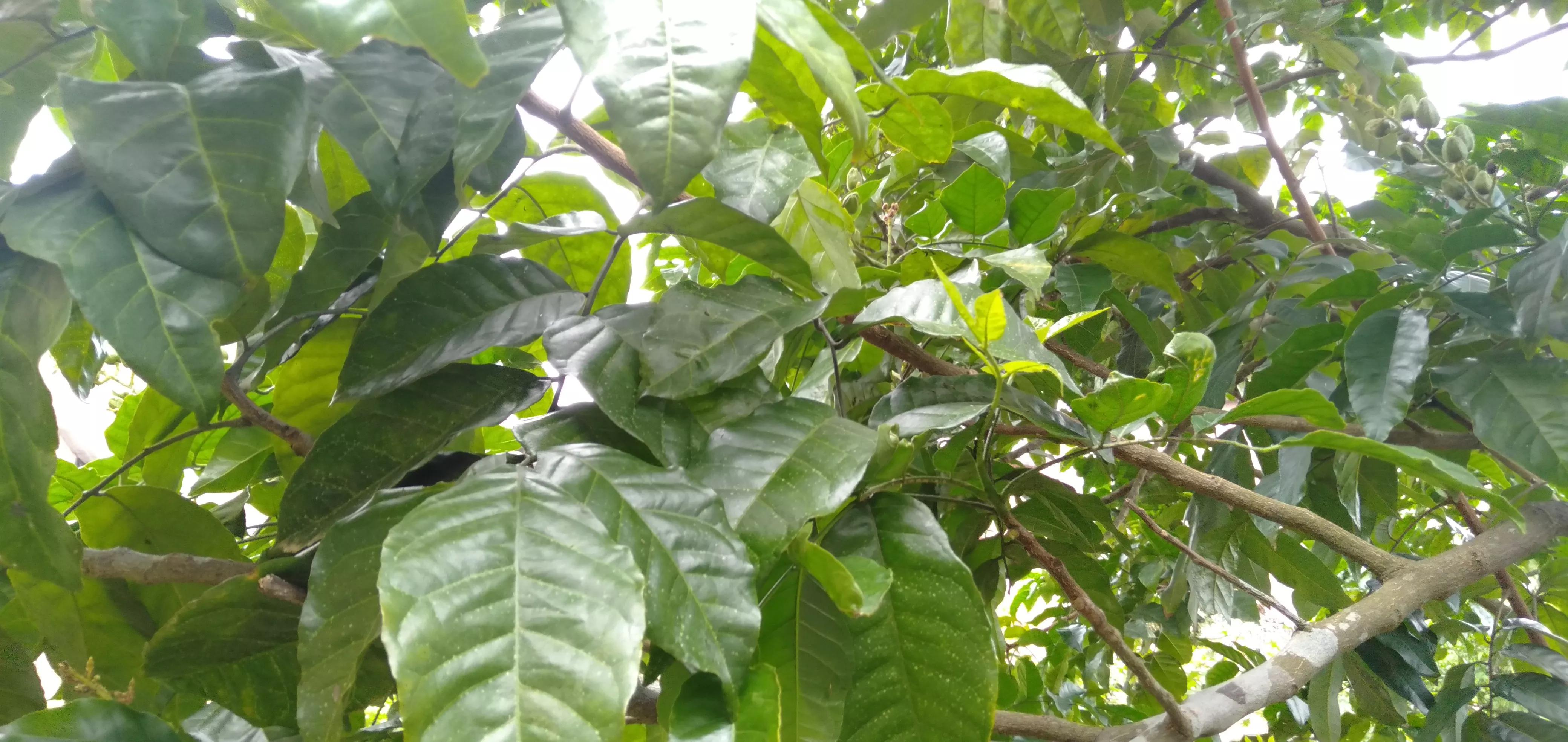 黄皮果的功效与作用 黄皮果叶的功效及禁忌-春风号,忽如一夜春风来