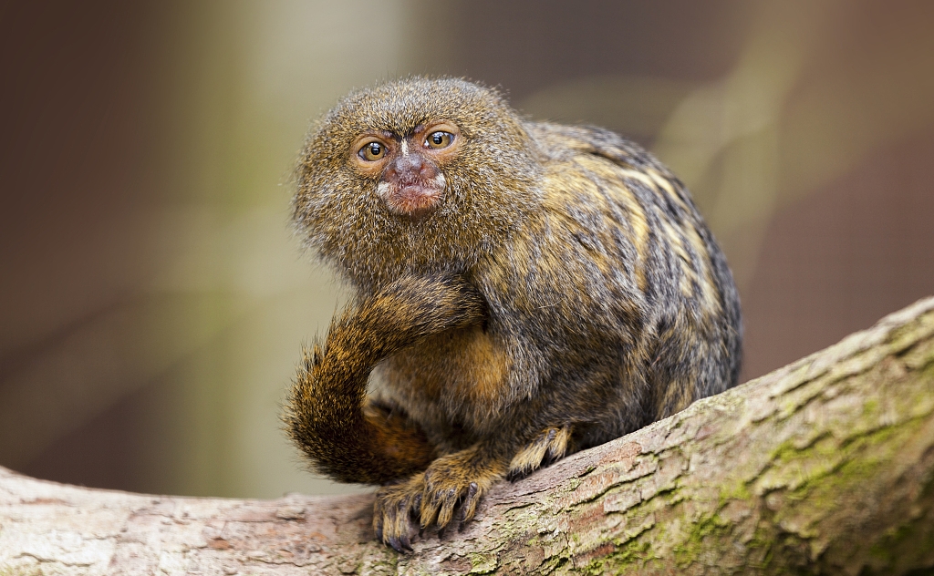 侏狨是世界上最小的猴类之一,也是南美洲最小的灵长类动物.身长11-15.