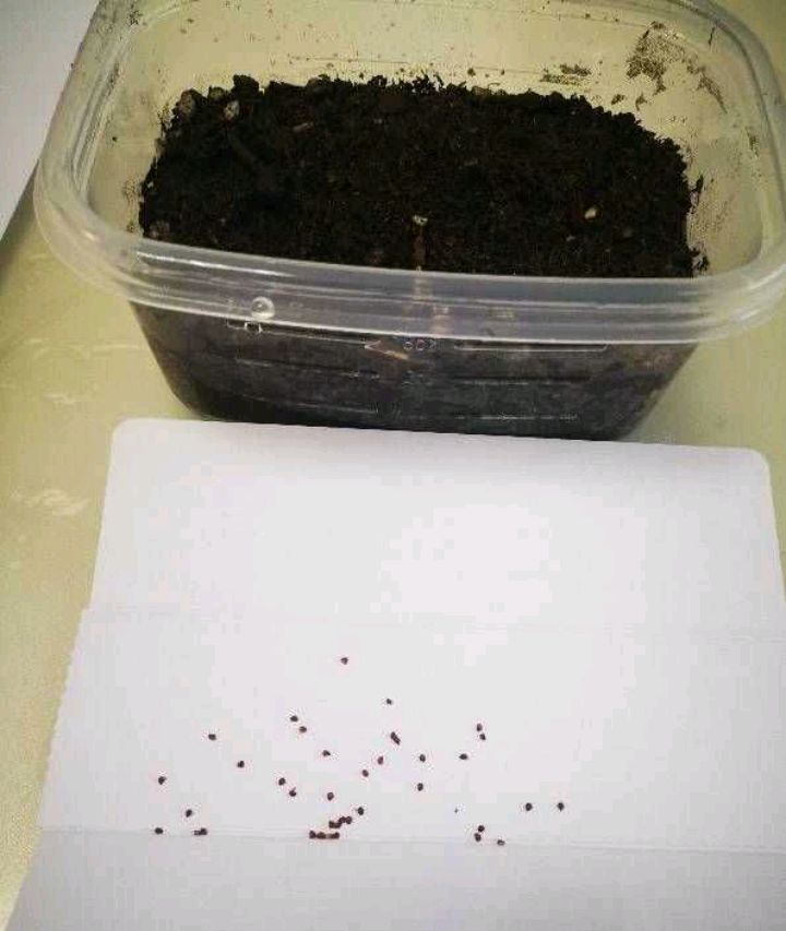 草莓种子的种植方法（分享草莓种植的小妙招）