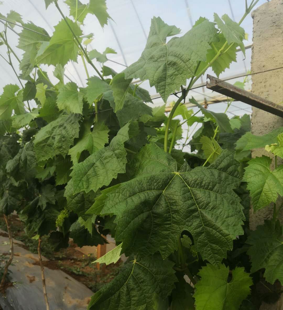 葡萄开花前打什么药保花保果（葡萄开花时用什么药才能保花保果）-第12张图片-科灵网