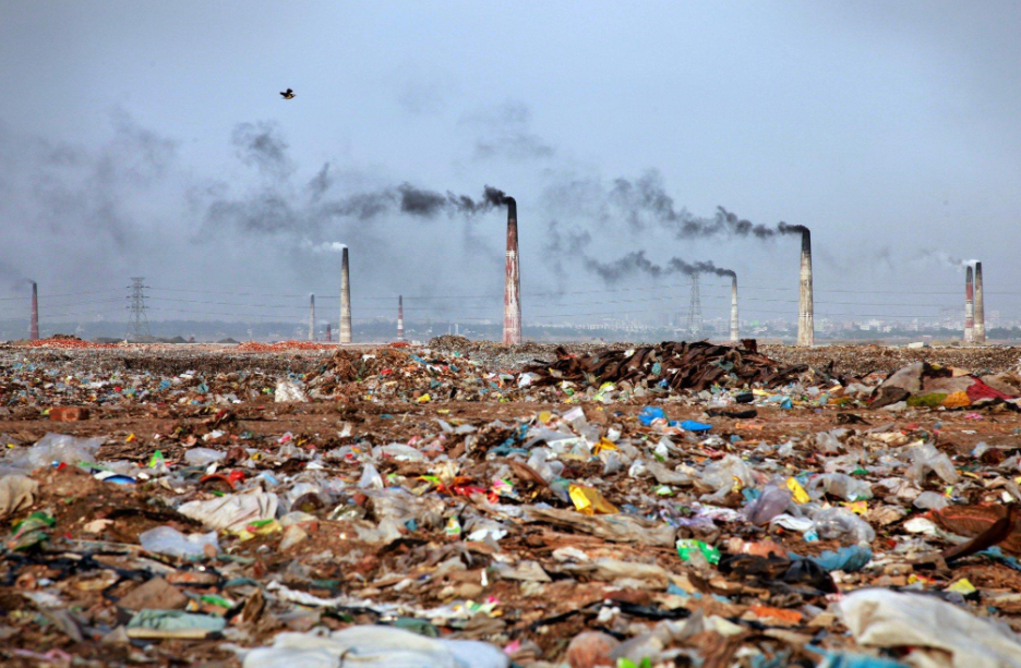 科学家警告:2050年考拉可能灭绝,地球危机或出现,人类何去何从