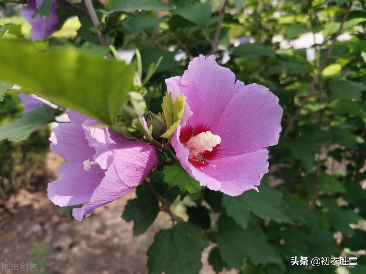 夏花木槿古诗七首欣赏，谁说槿花不见夕，它是一日一回新