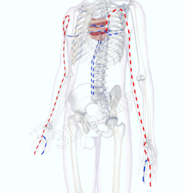 最新经络图，精美3D动态循行图，详细易懂