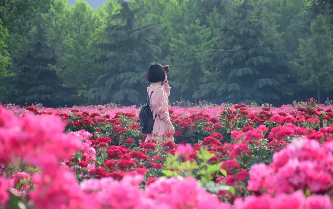 开学了，去青岛最美大学去逛一逛吧，个个堪比5A级景区