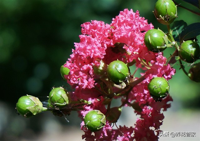 谁说花无“百日红”？紫薇，从诗词里走出来