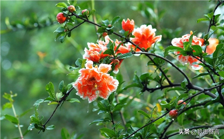 石榴花诗词精选二十三首 五月榴花照眼明，枝间时见子初成