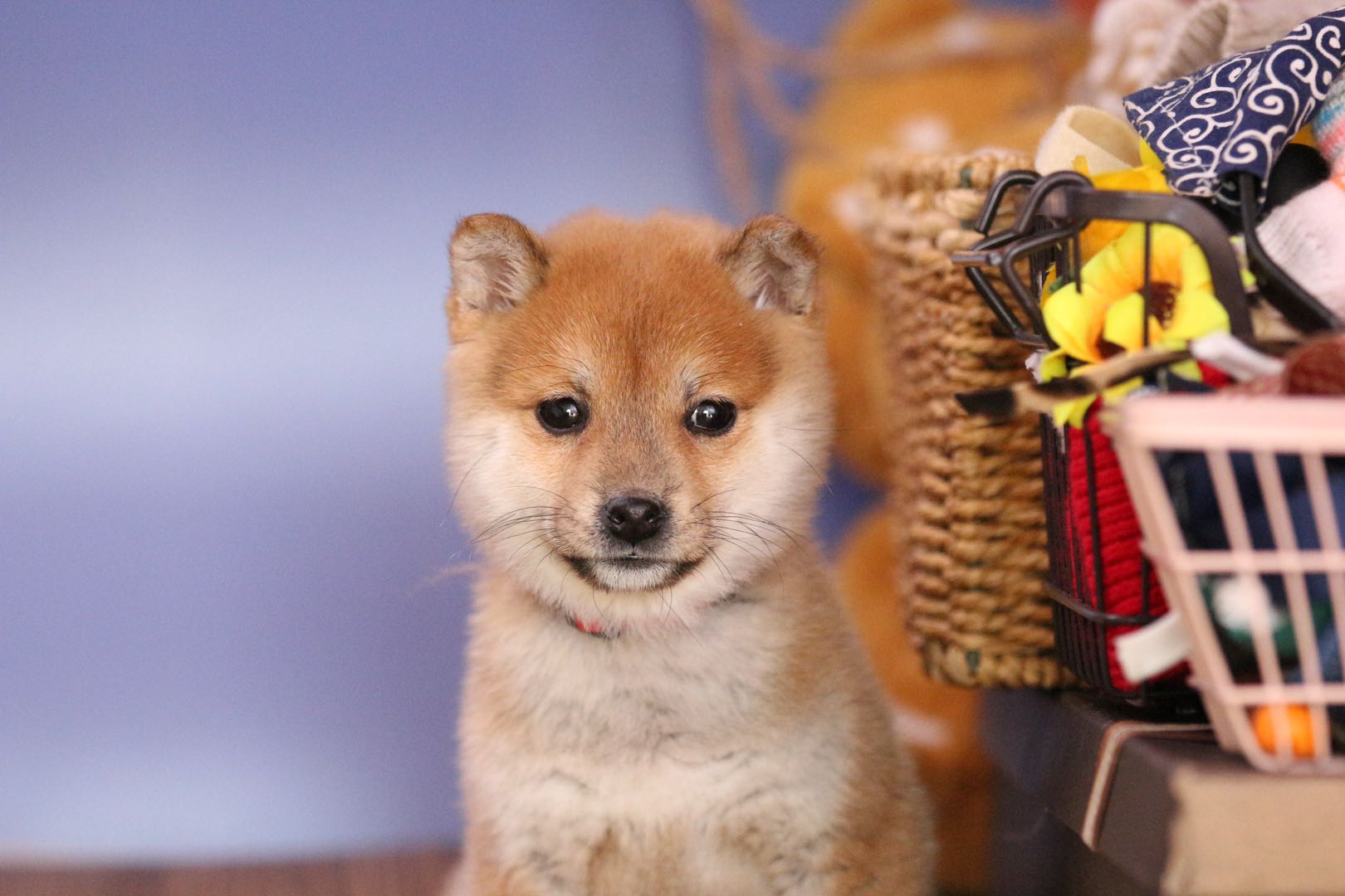 柴犬聪明吗（1分钟带你了解柴犬的真正智商）