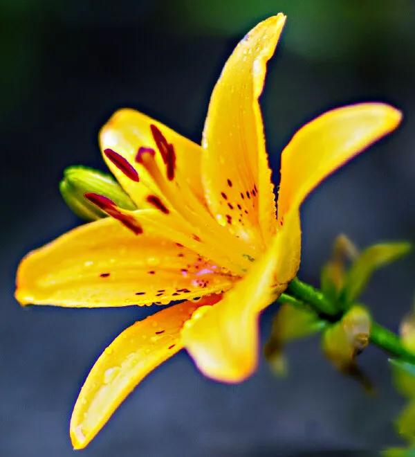 百合花品种分类[附图片]