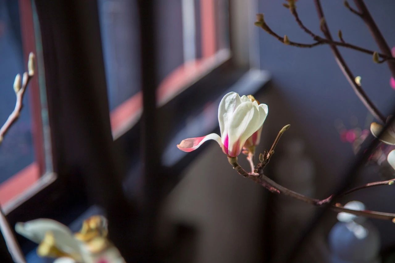 八首温柔诗词：愿被岁月温柔以待，不负流年