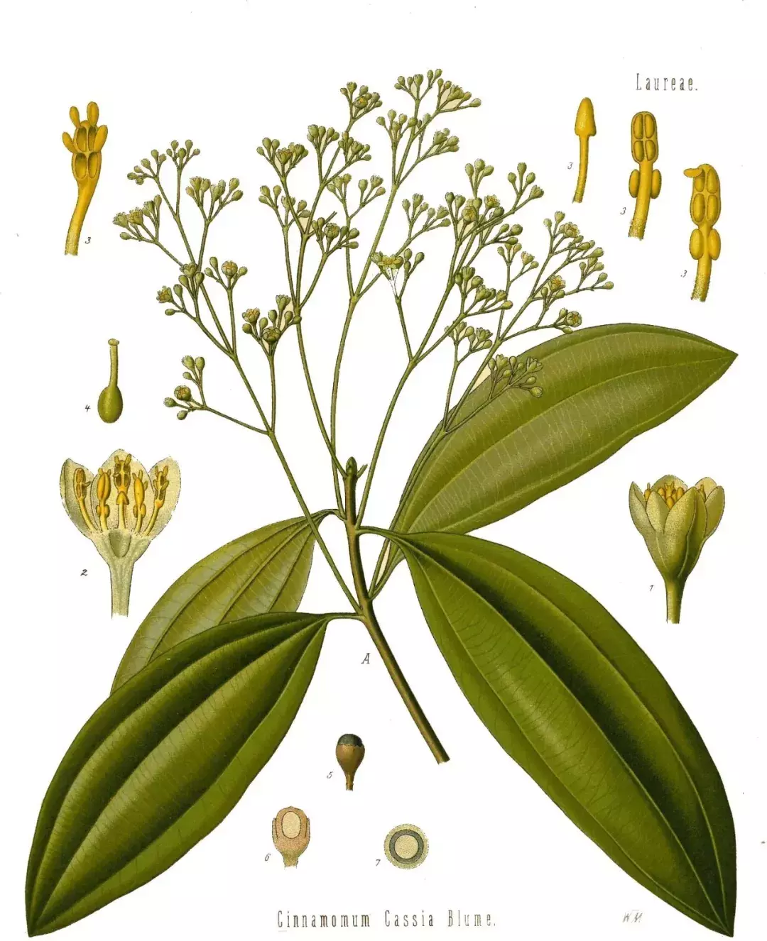 广西简称“桂”，是怎么来的？