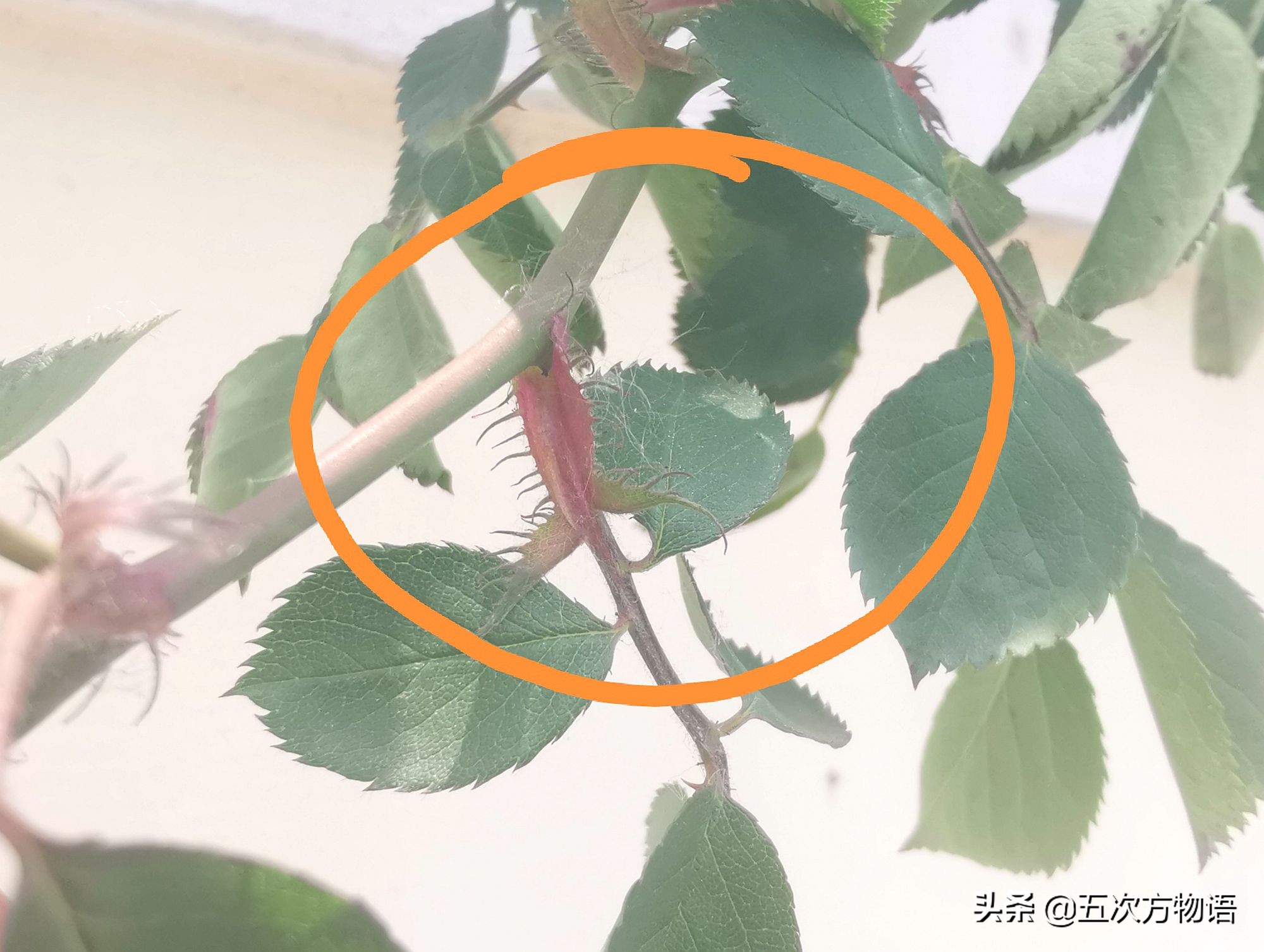 蔷薇花的特点（蔷薇花的特点的一段话）-第13张图片-大连信息网