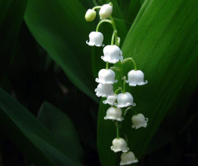 光听名字就感觉“幸福”的花卉，木兰上榜，图4花语代表着纯洁