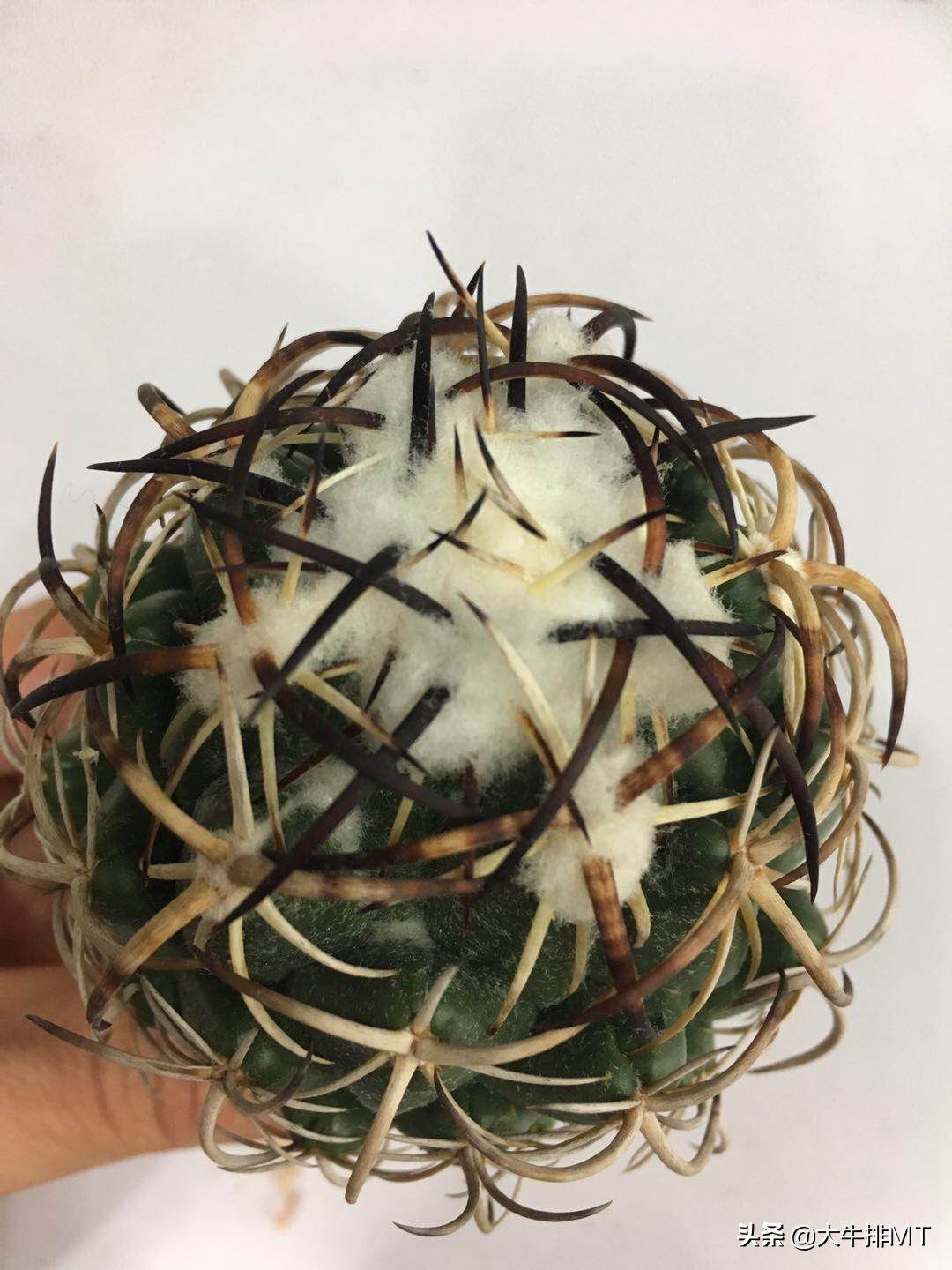 顶花球之王-----钢钉Coryphantha tripugionacantha