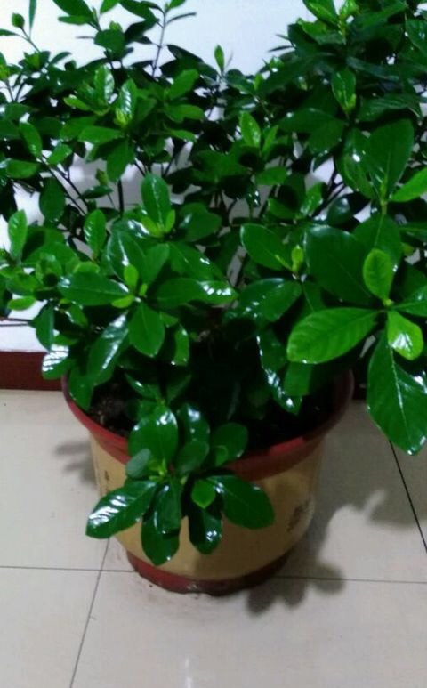 栀子花到了冬季,要做到一点,才能不掉叶不黄叶,叶翠绿花朵多