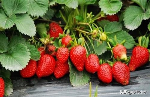 草莓的种植方法和技术（草莓零基础种植方法）-第17张图片