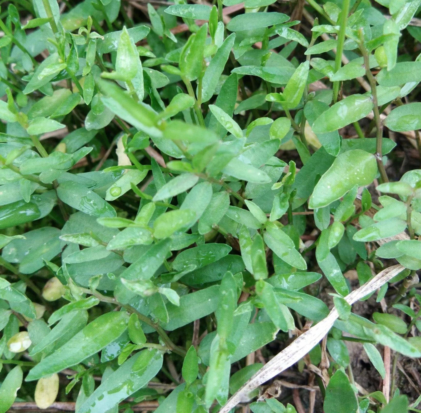 半边莲图片半边莲的功效与作用