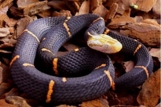 喜玛拉雅白头蛇(鸡冠蛇)