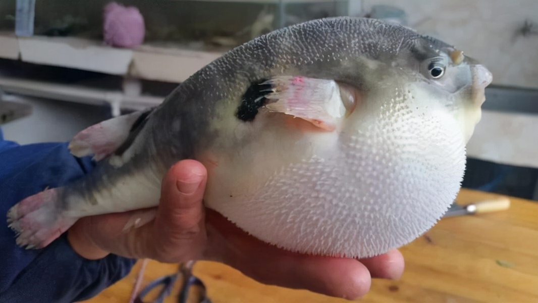 河豚是淡水鱼还是海水鱼(详解河豚的栖息地与种类)