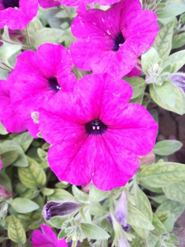 西宫春怨王昌龄拼音西宫春怨王昌龄图片