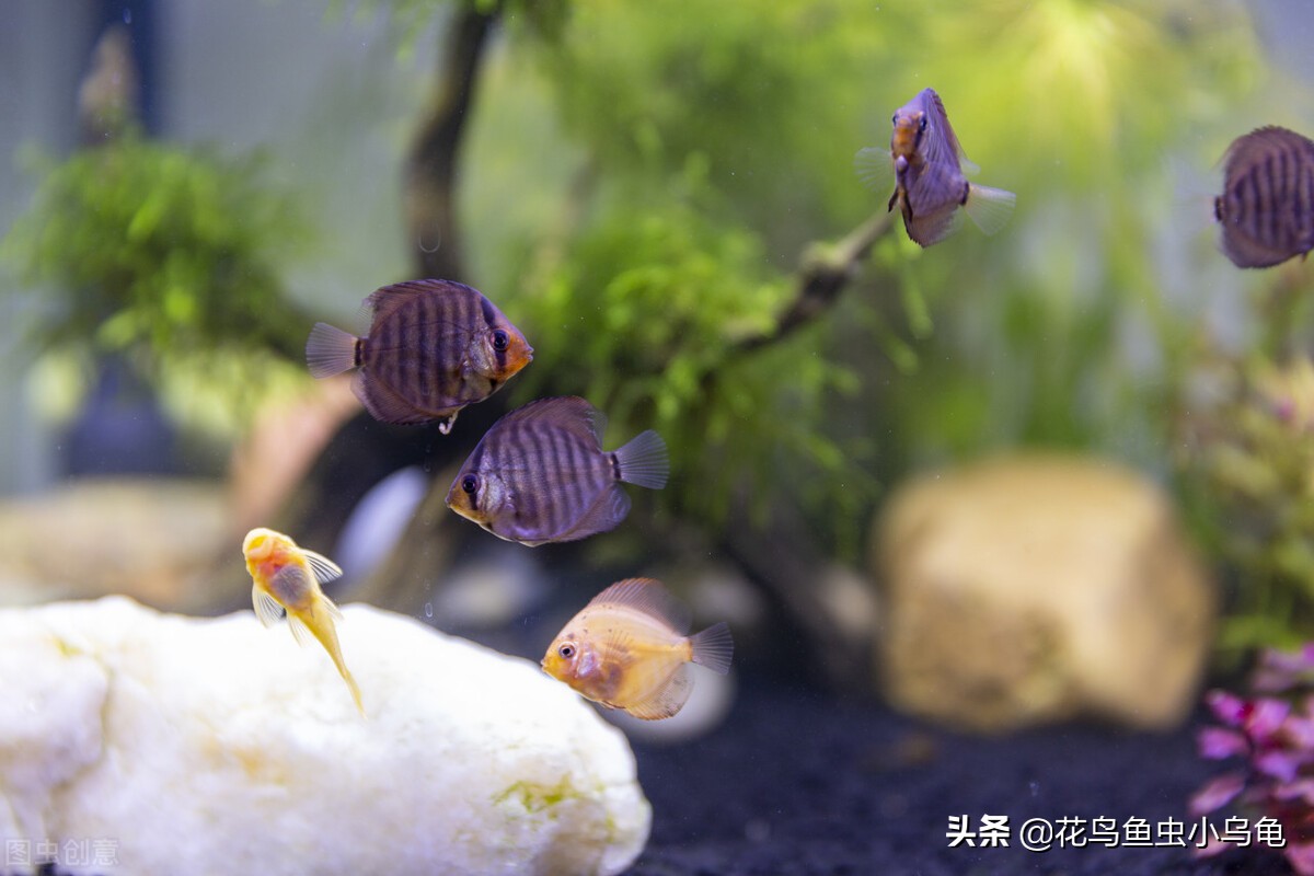 水草不僅美觀,讓魚缸充滿生機,而且可以把魚糞便作為養料分解掉