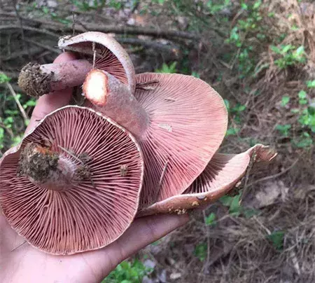 重上匡山拾枞树菇  香噗噗大别山珍宝