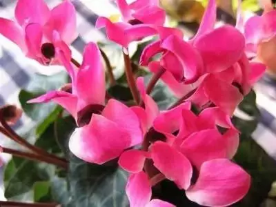 各种花的寓意及花语（100种花的花语大全）