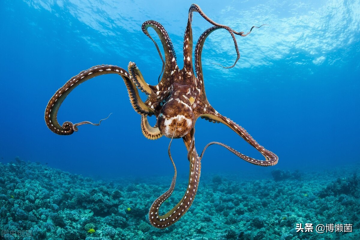 2010世界杯动物预测(外星生物章鱼为何成为欧洲杯新晋网红?