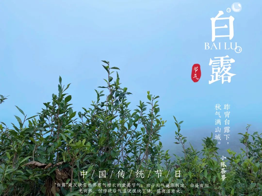 蒹葭苍苍，白茶生霜，在白露节，谱一曲2021年白露茶的丰腴甘润