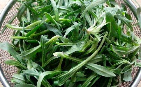 面条菜的功效与作用及禁忌，面条菜什么时候播种最好
