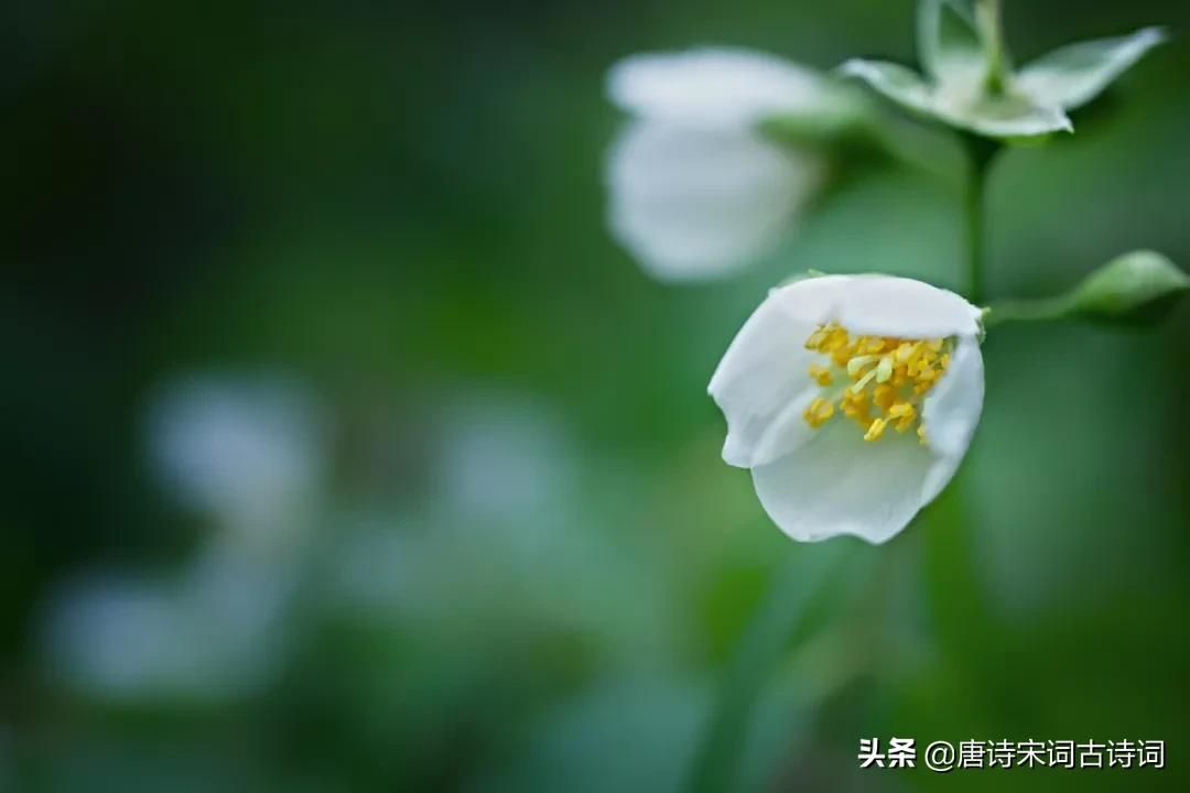 亲亲茉莉花